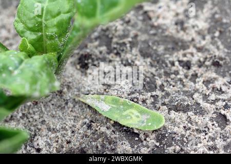 Cotylédon de betterave sucrière avec tunnels larvaires de larves mouches de la famille des Agromyzidae, mouches des mineurs de feuilles. Banque D'Images