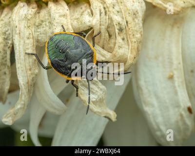 Punaise subadulte (juvénile) de conchuela (Chlorochroa ligata), grimpant sur les pétales blancs déchiquetés d'une fleur de Marguerite mourante Banque D'Images