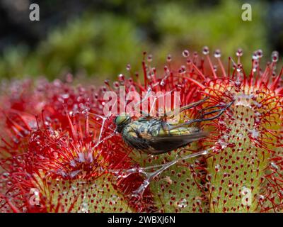 Mouche verte à longues pattes (espèce Dolichopodidae) piégée par une plante Alice (Drosera aliciae) Banque D'Images