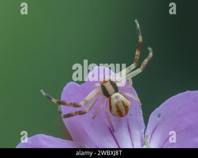 Une jolie et ornée araignée de crabe orné mâle (Misumena vatia) d'en haut grimpant sur une fleur de géranium Banque D'Images