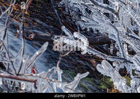Les branches gelées sont glacées avec de la glace où elles planent au-dessus de l'eau précipitée d'une fonte printanière précoce. Banque D'Images