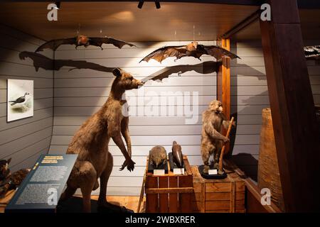 Italie Piémont Turin Musée régional des Sciences naturelles - crédit : Realy Easy Star/Alamy Live News Banque D'Images