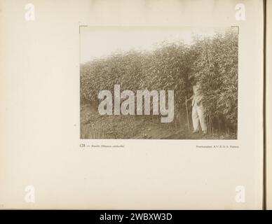 Page 128 de l'album photo de l'Association générale des planteurs en caoutchouc sur la côte est de Sumatra (A.V.R.O.S.), c. 1924 - c. 1925 photo page du livre avec une photo d'un homme qui mesure Roselle (Hibiscus Sabdariffa) sur un essai de plantation de l'Association générale des planteurs de caoutchouc sur la côte est de Sumatra (a.v.r.o.s.) en Pologne. Fait partie d'un album photo de l'Association générale des planteurs de caoutchouc ter Oostkust van Sumatra (A.V.R.O.S.). SumatraSumatraprinter : Dutch East Indies, The paper. supports photographiques produits (non fruitiers) de plantes ou d'arbres : caoutchouc. plantes ; végétation. measu Banque D'Images