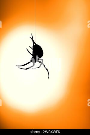 gros plan, macro d'une araignée de jardin européenne, croiseur orbweaver, araignée diadème, orangie, araignée croisée, (araneus diadematus), descendant en rappel, repoussant sur un TH Banque D'Images