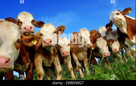 Troupeau de vaches laitières, bétail, sur le pâturage, regardant curieusement le photographe, quelque part en haute-Bavière, Allemagne Banque D'Images