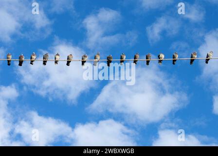 Beaucoup de pigeons domestiques (Columba livia domestica) assis côte à côte sur une ligne électrique, ciel bleu et nuages blancs moelleux, Mu Banque D'Images