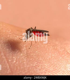 Macro d'un moustique de maison commune ou moustique de maison du nord (Culex pipiens) suçant le sang sur la main d'un homme, le corps plein de sang rouge Banque D'Images