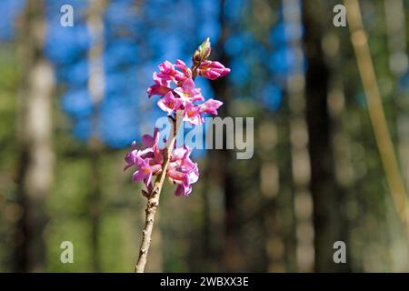 Gros plan de fleurs de mezereum, mezereon, février daphne, laurelle (Daphne Mezereum) près de Wallgau, Bavière, Allemagne Banque D'Images