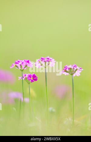 Gros plan de fleurs d'onagre (Primula farinosa) sur une prairie de montagne près de Wallgau, haute-Bavière, Allemagne Banque D'Images