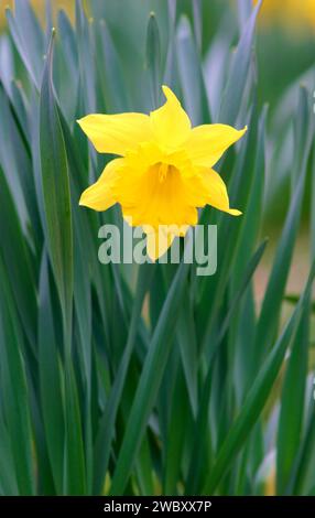 Gros plan d'une seule fleur d'une jonquille sauvage ou d'un lys de carême (narcissus pseudonarcissus) Banque D'Images
