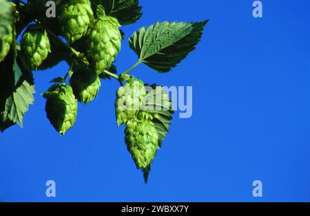 gros plan de houblon plante (Humulus lupulus) fleurs femelles, cônes de graines, strobiles, contre ciel bleu, près de au in der Hallertau, Bavière, Allemagne Banque D'Images