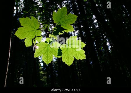 gros plan de quatre feuilles d'érable sycomore vert, feuille (Acer pseudoplatanus) dans une forêt d'épinettes sombres près de Munich, Bavière, Germnay Banque D'Images
