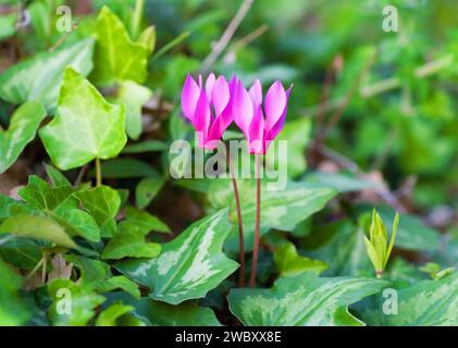 Deux fleurs de Cyclamen, pain de Sowbread de printemps (Cyclamen Repandum) debout dans le lierre commun, lierre anglais, lierre européen (Hedera Helix) Montepulciano Banque D'Images