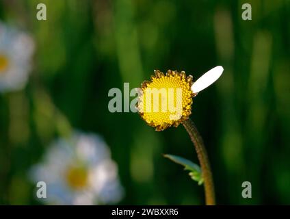 gros plan d'une seule fleur d'une marguerite oeil de boeuf, marguerite (Leucanthemum vulgare) tous les pétales sauf un arraché, elle m'aime, elle aime M. Banque D'Images