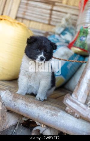 Un petit chien dans le village de Lazu, Arunachal Pradesh, Inde Banque D'Images