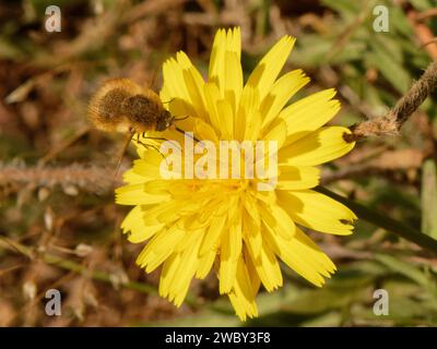 La mouche des abeilles de l'Ouest (Bombylius canescens) nectaring sur le petit hawkbit (Leontodon saxatilis) dans les prairies côtières, le lézard, Cornouailles, Royaume-Uni, juin. Banque D'Images