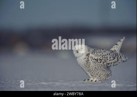 Snowy Owl en hiver qui chasse Banque D'Images
