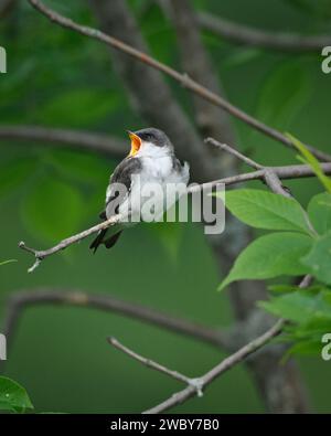 Young Tree Swallow appelle les parents pour de la nourriture Banque D'Images