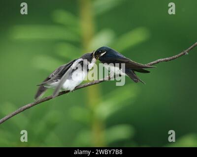 Young Tree Swallow appelle les parents pour de la nourriture Banque D'Images