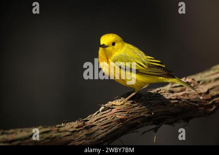 La Paruline jaune se perche sur une branche pendant la migration de printemps Banque D'Images