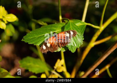 Papillon de facteur rouge Banque D'Images