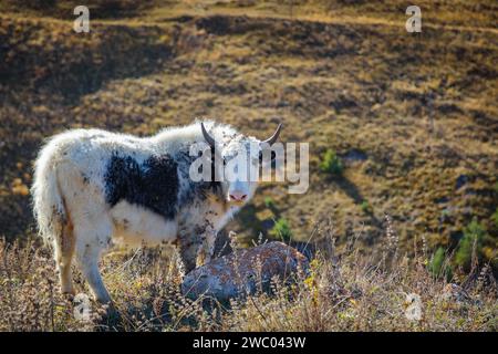 Moutons mignons parmi de belles montagnes entourées par un paysage naturel majestueux Banque D'Images