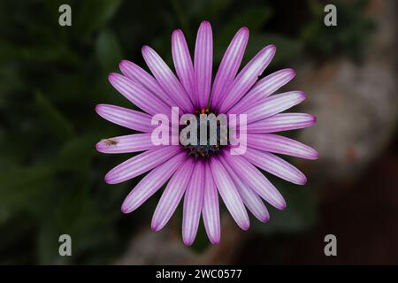 Fleur de Cape marguerite avec un insecte sur un pétale, aux couleurs vives, Afrique du Sud. Banque D'Images