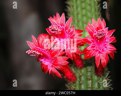 Fleurs de cactus rouges, fleurs de Cleistocactus samaipanus avec fond sombre flou. Banque D'Images