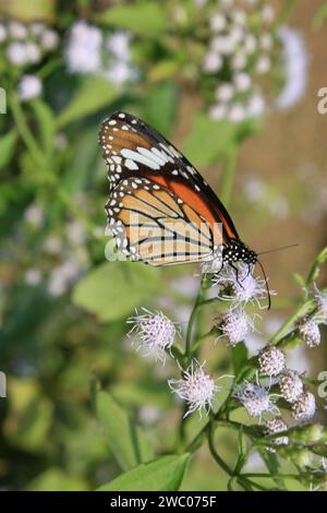 Papillon tigre rayé, Danaus genutia sur une fleur avec fond vert. Banque D'Images