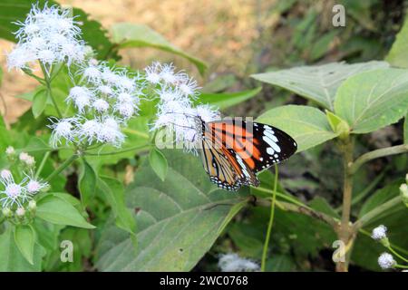 Papillon tigre rayé, Danaus genutia sur une fleur avec fond vert. Banque D'Images
