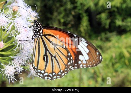 Papillon tigre rayé, Danaus genutia sur une fleur avec fond vert. Banque D'Images