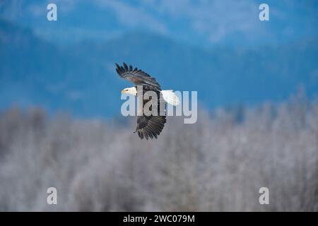 Aigle à tête blanche adulte (Haliaeetus leucocephalus) volant au-dessus de l’habitat riverain le long de la rivière Chilkat dans la réserve d’aigle à tête blanche Chilkat près de Haines, Alaska Banque D'Images