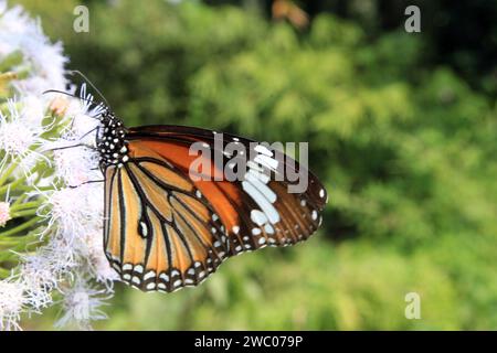 Papillon tigre rayé, Danaus genutia sur une fleur avec fond vert. Banque D'Images