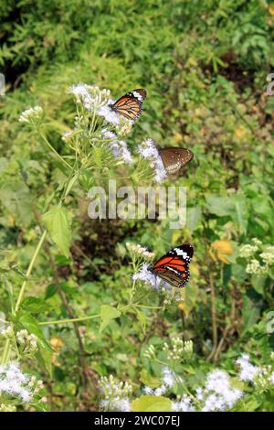Papillon sur fleur. Banque D'Images