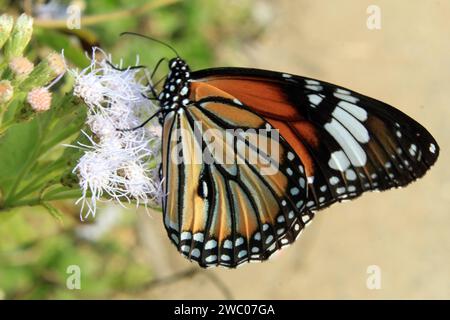 Papillon tigre rayé, Danaus genutia sur une fleur avec fond vert. Banque D'Images