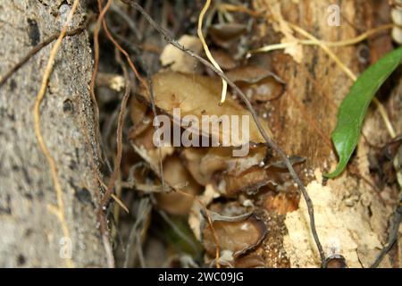 Champignon de l'oreille gelée ou de l'oreille de Judas (Auricularia auricula-judae) poussant sur un tronc d'arbre : (pix Sanjiv Shukla) Banque D'Images