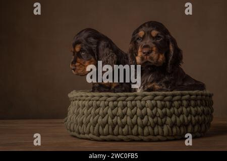 Deux chiots Cocker Spaniel dans un panier en laine dans un cadre de nature morte Banque D'Images