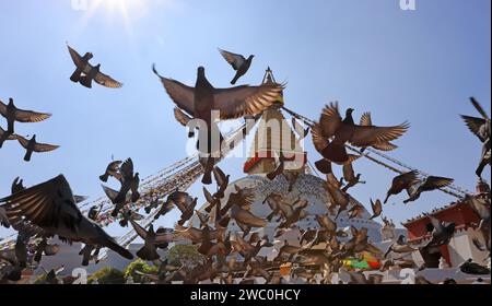Extérieur de Boudhanath Stupa avec le troupeau de pigeons. c'est l'un des monuments célèbres à katmandou Banque D'Images