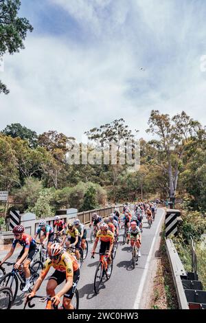 Adélaïde, Australie. 13 janvier 2024. Photo de Zac Williams/SWpix.com - 13/01/2024 - Cyclisme - Tour féminin 2024 Down Under - étape 2 : Glenelg à Stirling (104.2km) - le peloton pendant l'étape 2. Crédit : SWpix/Alamy Live News Banque D'Images