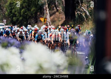 Adélaïde, Australie. 13 janvier 2024. Photo de Zac Williams/SWpix.com - 13/01/2024 - Cyclisme - Tour féminin 2024 Down Under - étape 2 : Glenelg à Stirling (104.2km) - le peloton pendant l'étape 2. Crédit : SWpix/Alamy Live News Banque D'Images