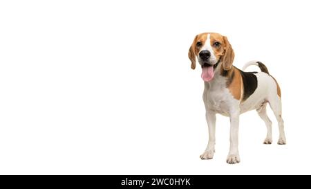 Chien beagle debout souriant regardant la caméra isolée sur un fond blanc Banque D'Images