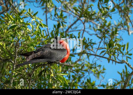 Frégate mâle perchée sur les branches d'arbre avec son craw rouge gonflé, rivière Tarcoles, Costa Rica Banque D'Images