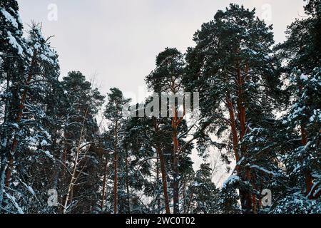Arbres couverts de neige dans une forêt de pins d'hiver. Une forêt de pins sur une journée nuageuse d'hiver glaciale Banque D'Images