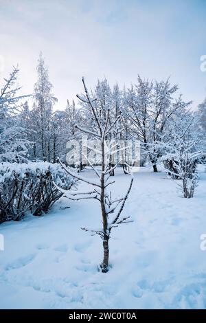 Paysage hivernal avec des arbres et des buissons couverts de gel et de neige dans un parc de la ville Banque D'Images