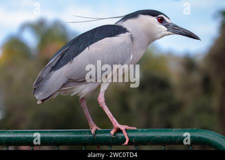 Bel oiseau blanc d'aigrette debout dans un lac calme Banque D'Images