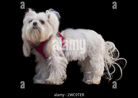 Mignon chien maltais blanc, debout isolé sur fond noir Banque D'Images