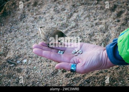 Un petit oiseau courageux est assis sur une main de femme pour manger des graines de tournesol dans un camping en Namibie Banque D'Images