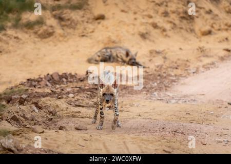 Wild adulte Bold Striped Hyena ou hyaena hyaena mâle gros plan sur la tête avec contact visuel agressif pendant le safari dans la jungle en plein air parc national de ranthambore Banque D'Images