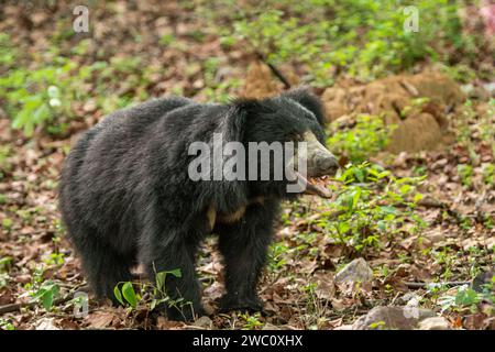 Ours Sloth sauvage ou Melursus ursinus ou ours indien gros plan ou portrait adulte mâle expression du visage dans le vert naturel habitat noir dangereux Banque D'Images