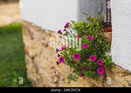 Un groupe de pétunias violettes vibrantes sur le rebord de la fenêtre Banque D'Images